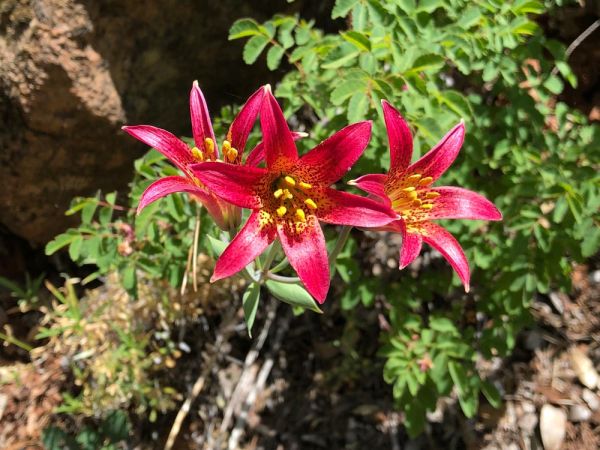 Bolander's Lily (Lilium bolanderi)
