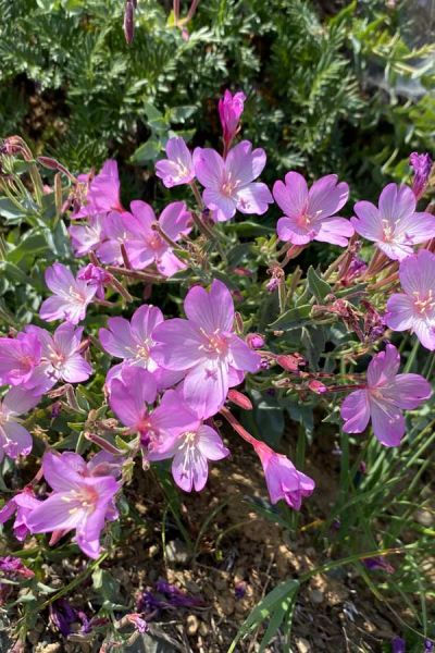Siskiyou Willowherb (Epilobium siskiyouense)