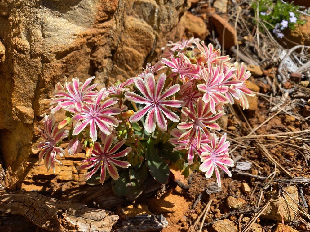 Lewisia cotyledon at Red Buttes