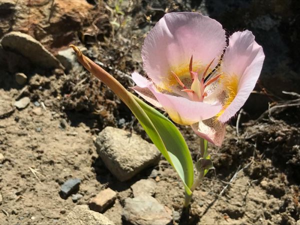 Siskiyou Mariposa Lily (Calochortus persistens)