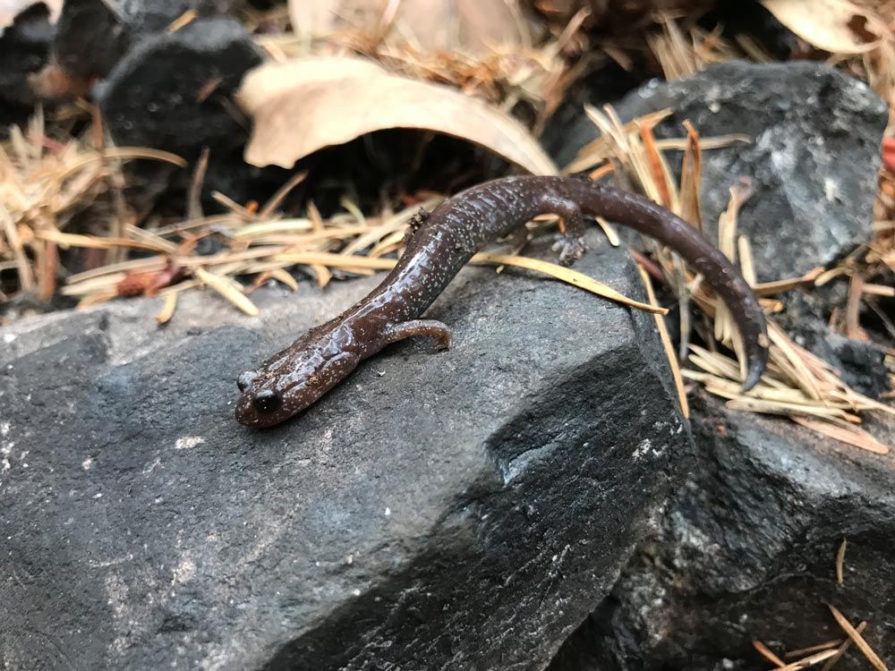 Siskiyou Mountains salamander
