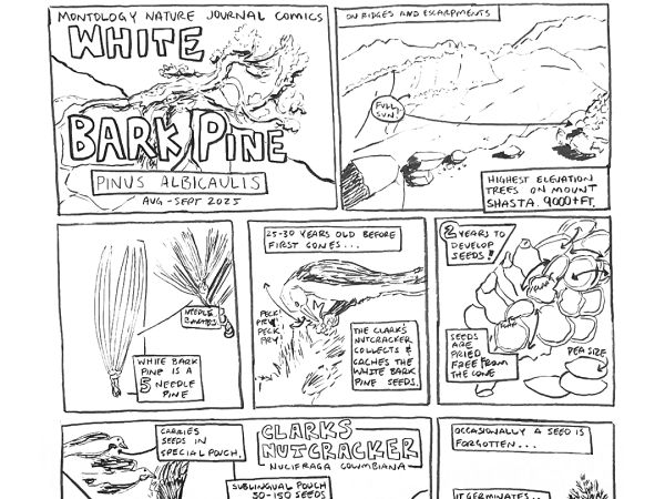 White Bark Pine, Comic by Cody Markelz