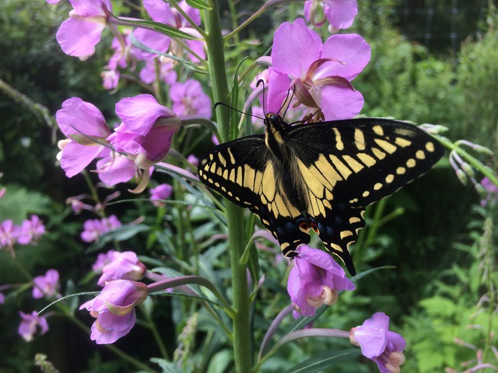Anise swallowtail butterfly on Fireweed (Chamerion angustifolia)