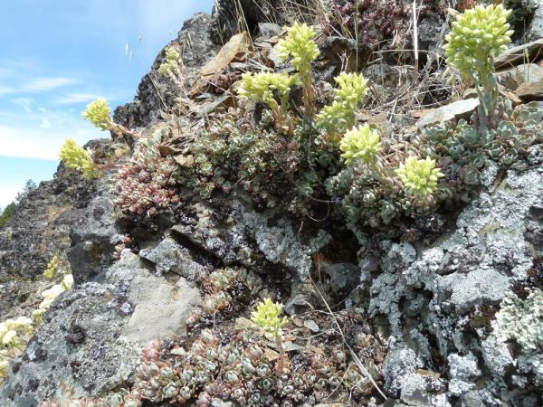 Applegate stonecrop (Sedum oblanceolatum)