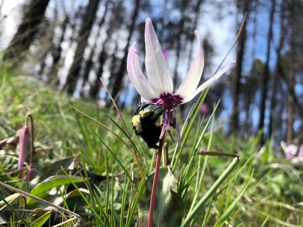 Yellow-faced bumble bee on Erythronium citrinum x hendersonii