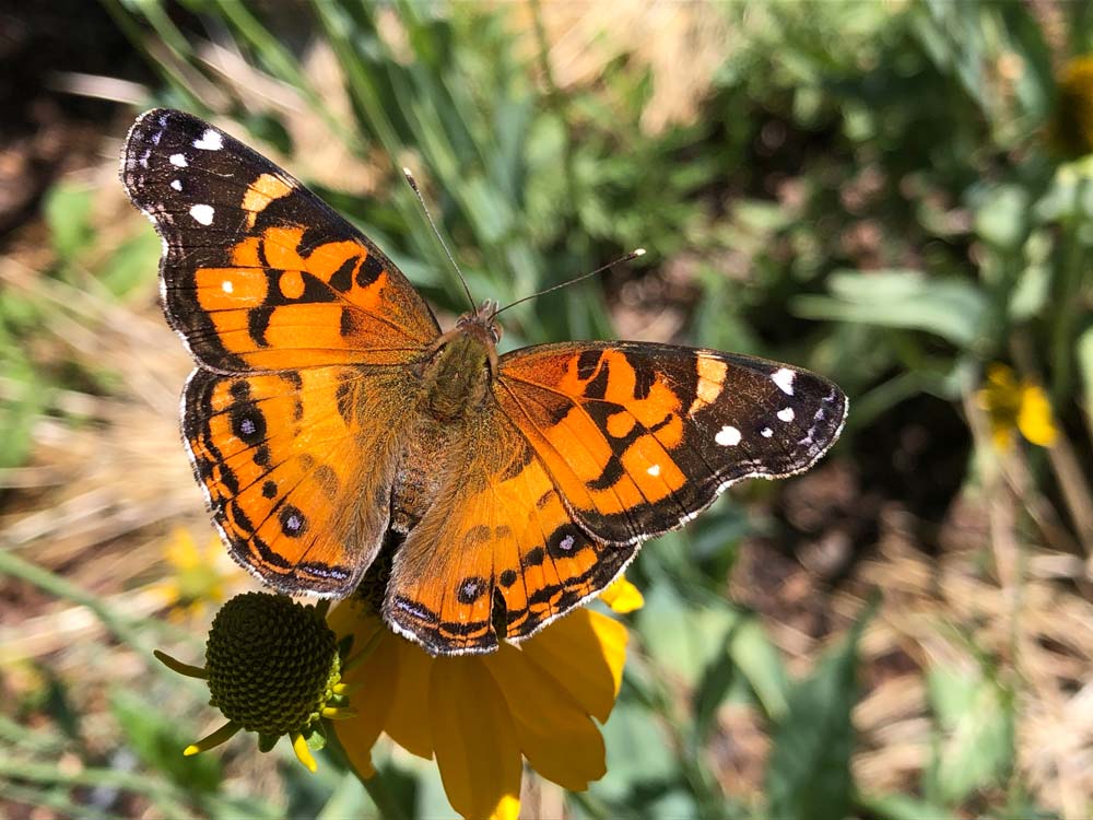American lady butterfly on Waxy coneflower (Rudbeckia glaucescens)
