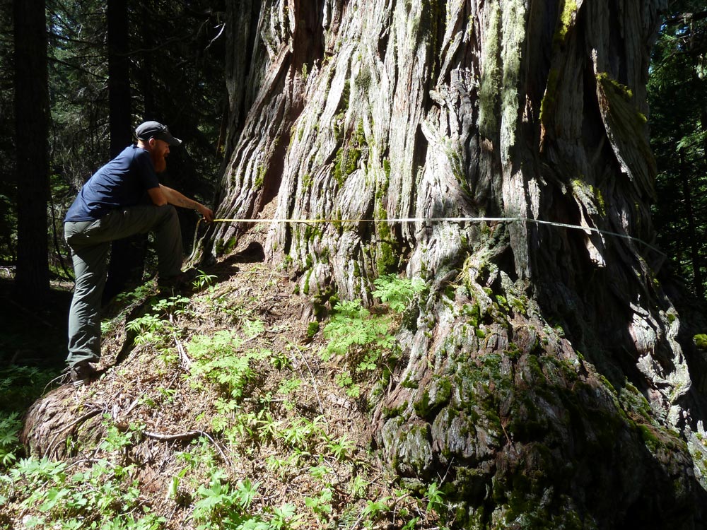 measuring the Studhorse Tree